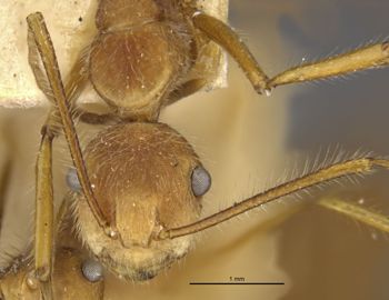 Media type: image;   Entomology 9098 Aspect: head frontal view